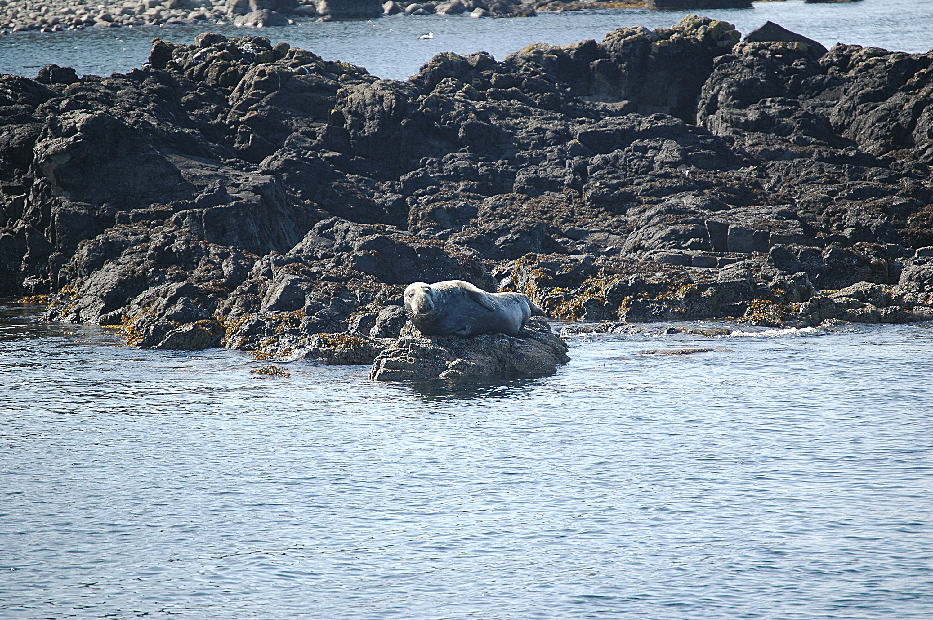 photos/wildlife/Mammal_Species/Common_Seal/Scotland 2008 1659.JPG
